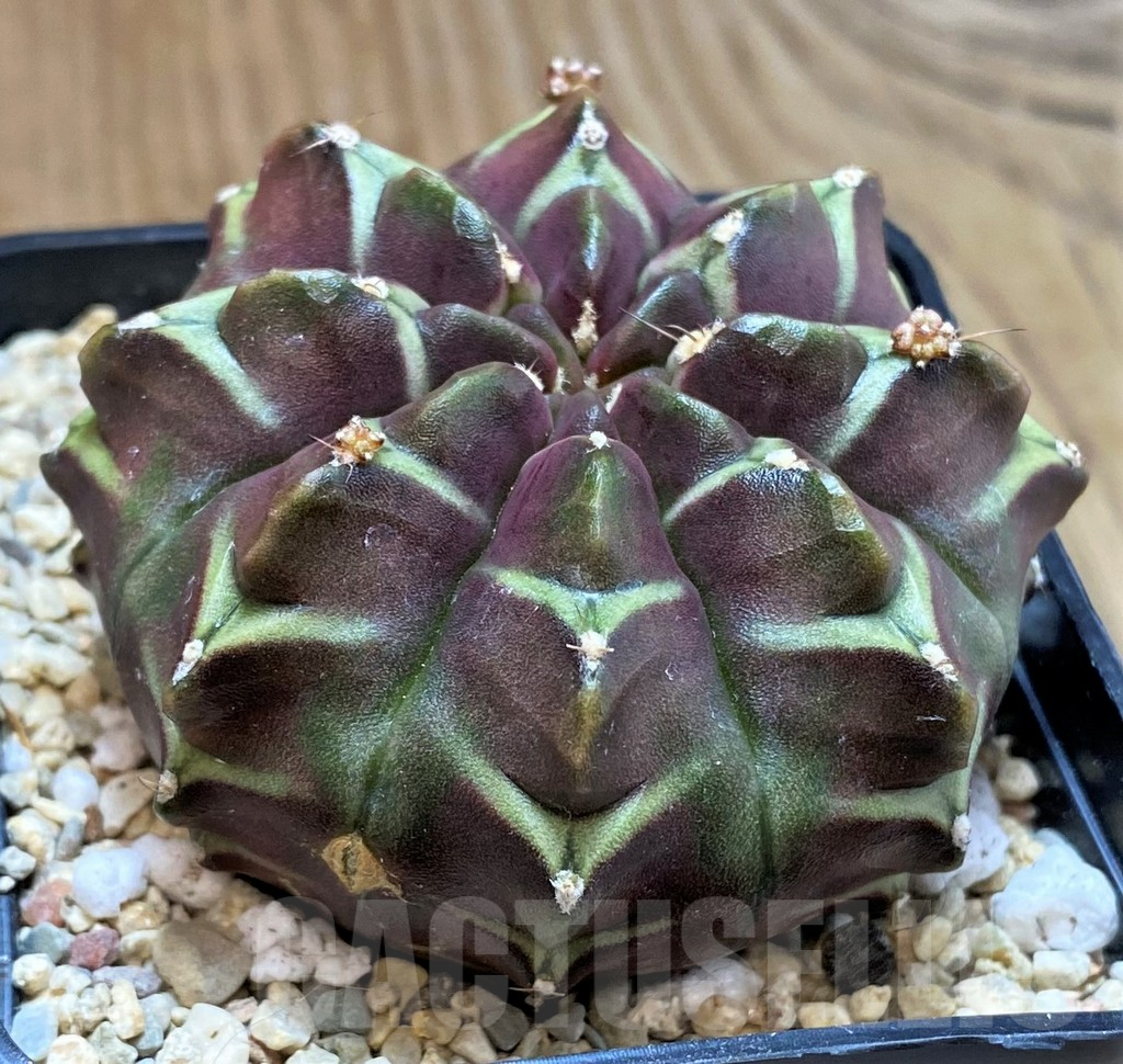 SH2326 Gymnocalycium mihanovichii ‘Day Dream’, seedling - immagine 2