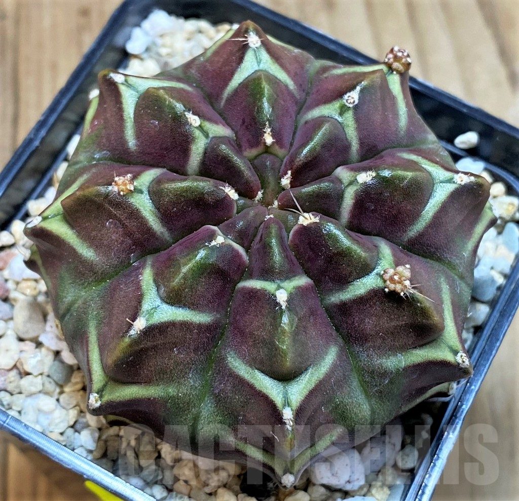 SH2326 Gymnocalycium mihanovichii ‘Day Dream’, seedling