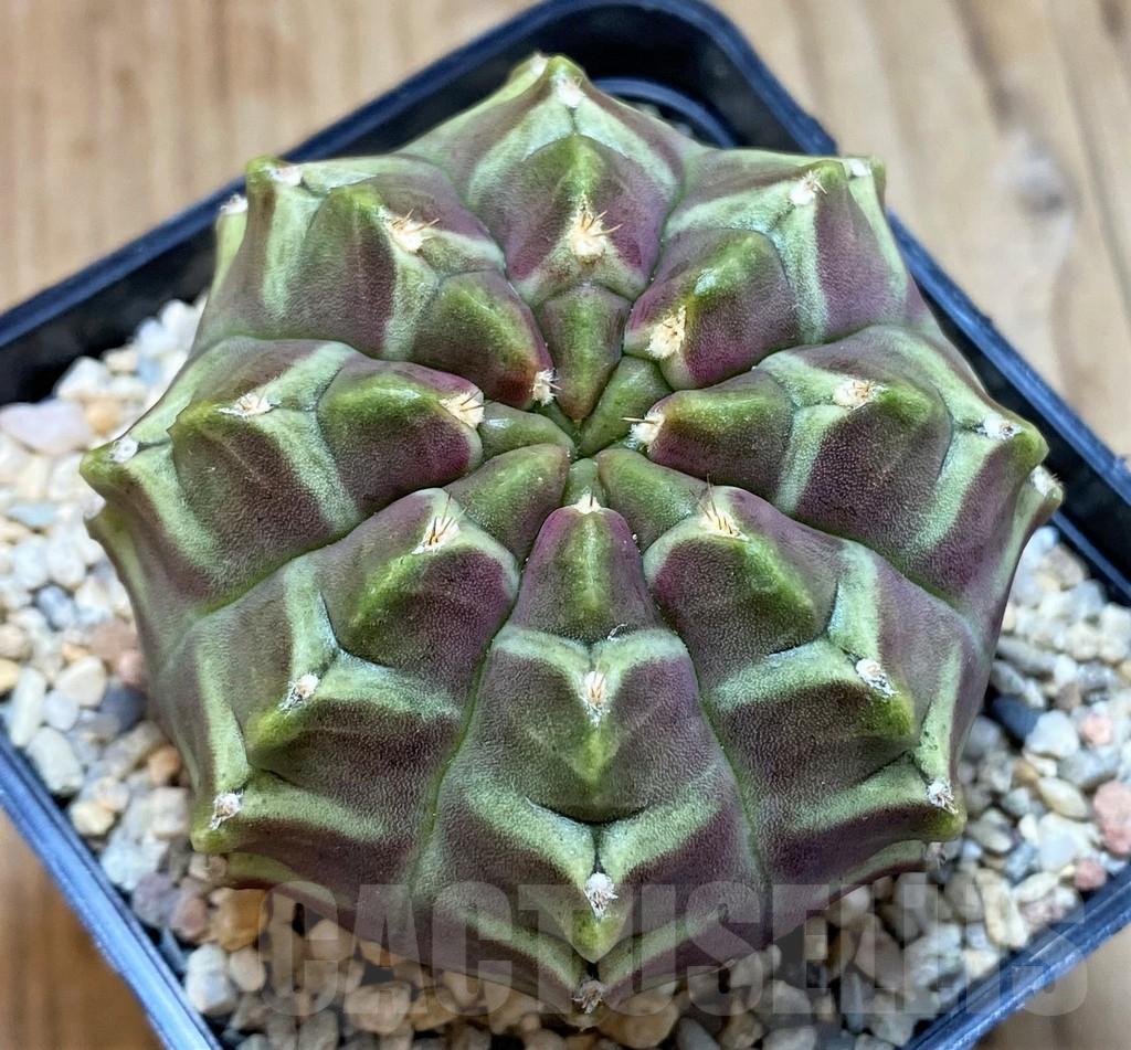 SH2328 Gymnocalycium mihanovichii ‘Day Dream’, seedling