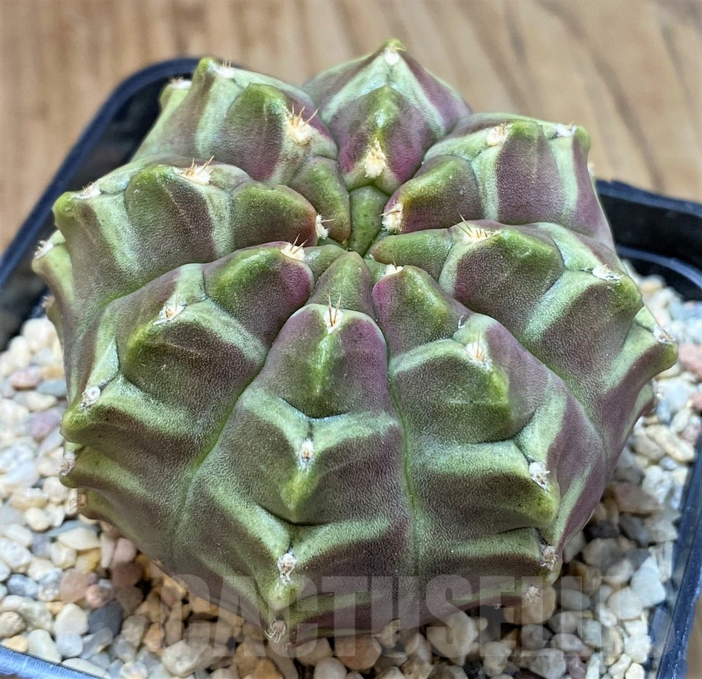 SH2328 Gymnocalycium mihanovichii ‘Day Dream’, seedling - immagine 2