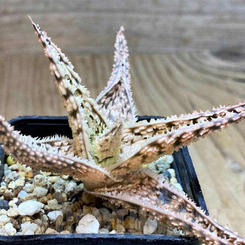 SH2288 Aloe TCT hybrid