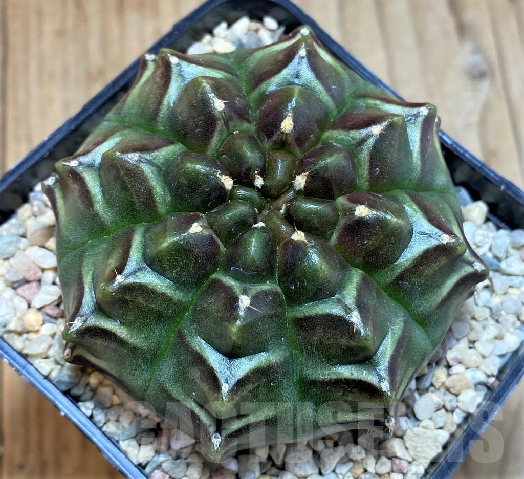 SH2331 Gymnocalycium mihanovichii ‘Day Dream’, seedling