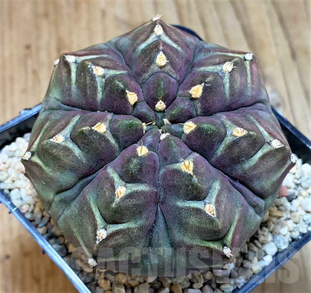 SH2333 Gymnocalycium mihanovichii ‘Day Dream’, seedling