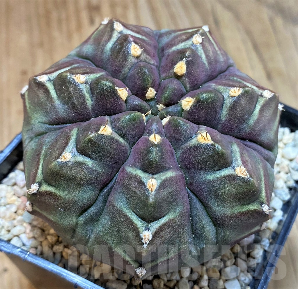 SH2333 Gymnocalycium mihanovichii ‘Day Dream’, seedling - Image 2