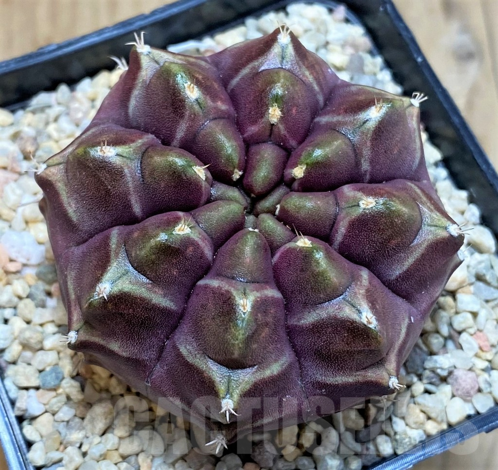 SH2334 Gymnocalycium mihanovichii ‘Day Dream’, seedling
