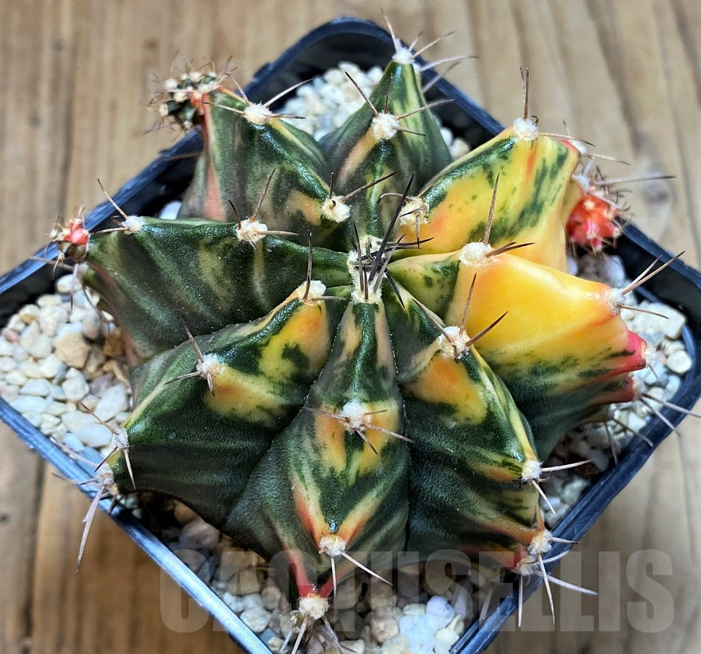 SH2336 Gymnocalycium mihanovichii f. variegata, seedling - Image 2