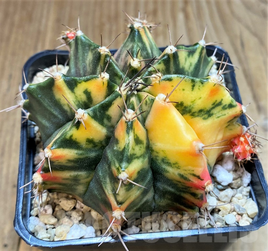 SH2336 Gymnocalycium mihanovichii f. variegata, seedling