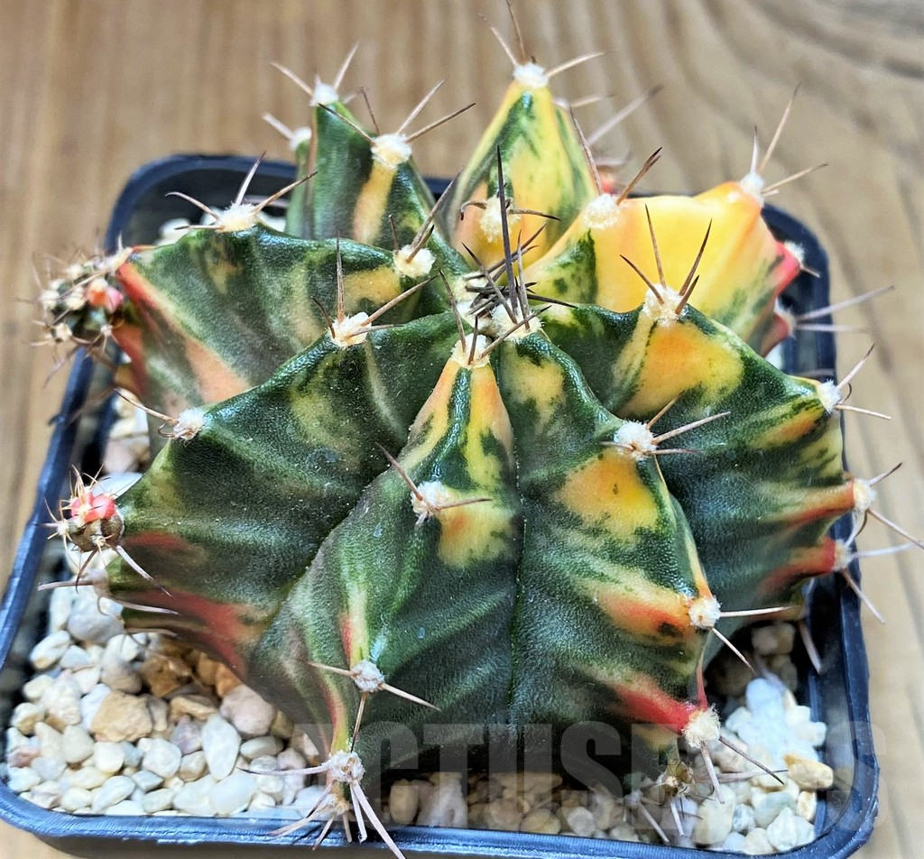 SH2336 Gymnocalycium mihanovichii f. variegata, seedling - Image 3
