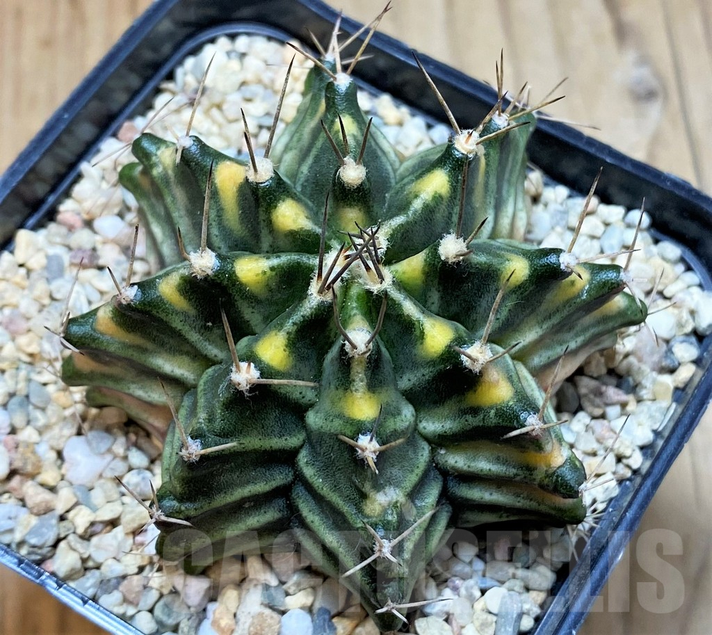 SH2337 Gymnocalycium mihanovichii f. variegata, seedling - Зображення 2