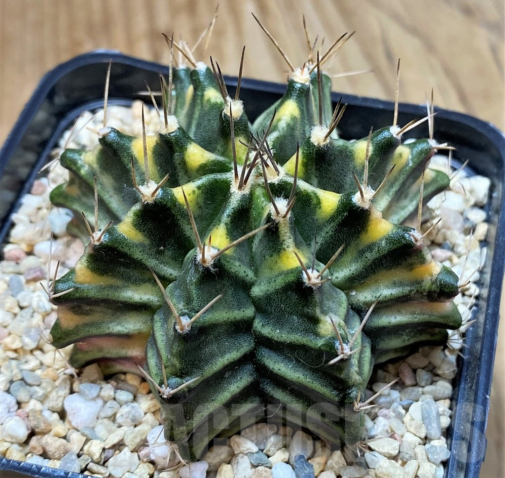 SH2337 Gymnocalycium mihanovichii f. variegata, seedling