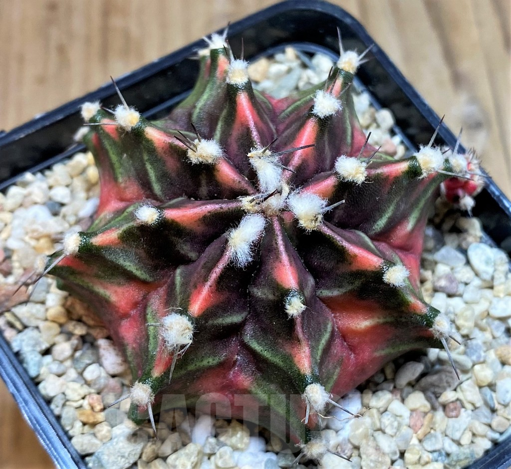 SH2339 Gymnocalycium mihanovichii f. variegata, seedling - immagine 2
