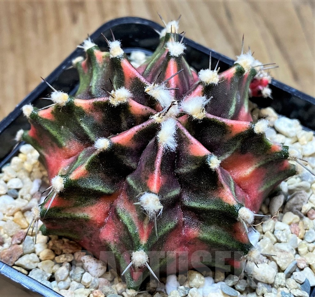 SH2339 Gymnocalycium mihanovichii f. variegata, seedling