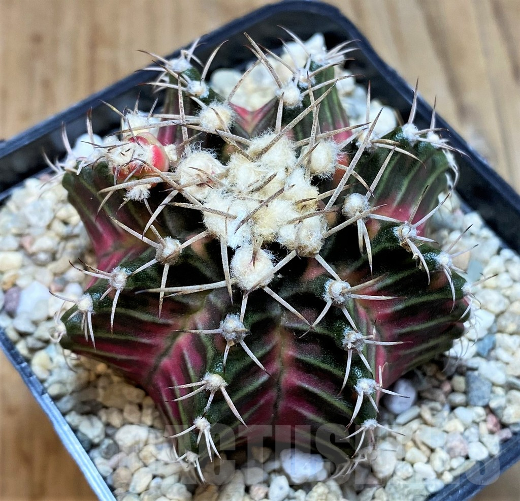 SH2340 Gymnocalycium mihanovichii f. variegata, seedling - Imagen 2