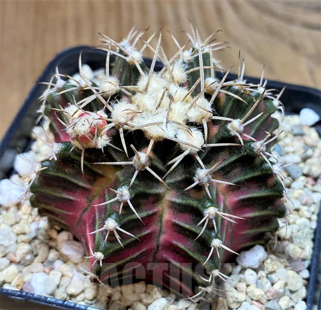 SH2340 Gymnocalycium mihanovichii f. variegata, seedling