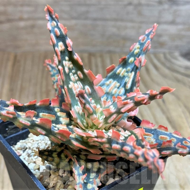 SH2289 Aloe TCT hybrid