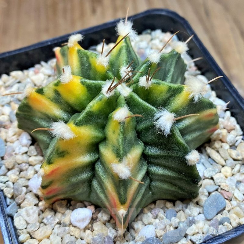 SH2342 Gymnocalycium mihanovichii f. variegata, seedling