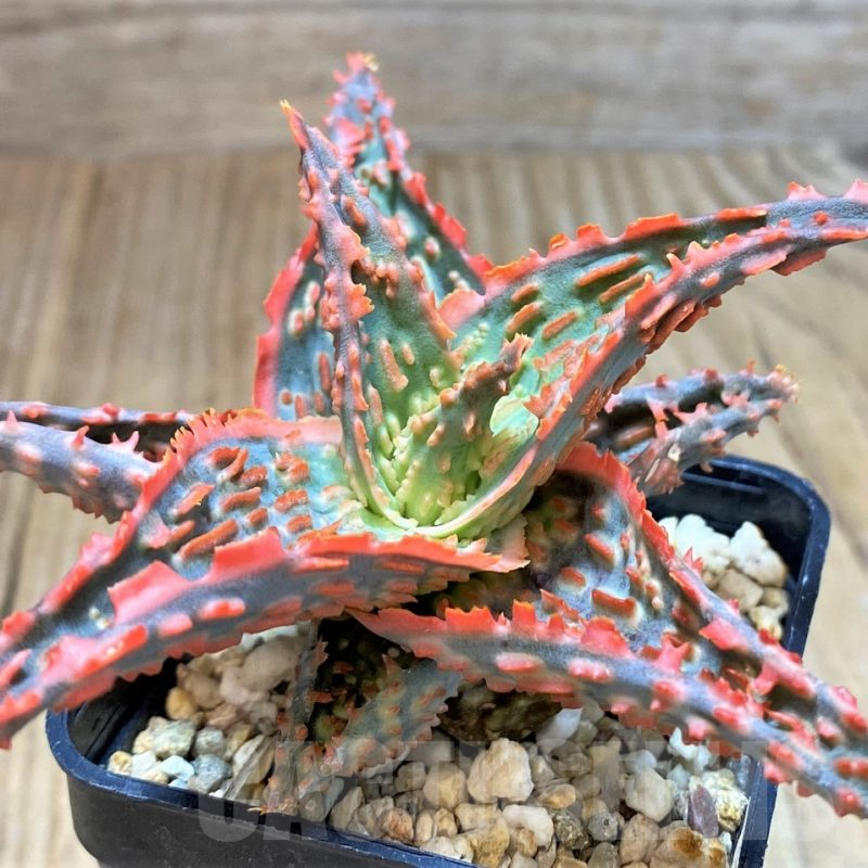 SH2290 Aloe TCT hybrid