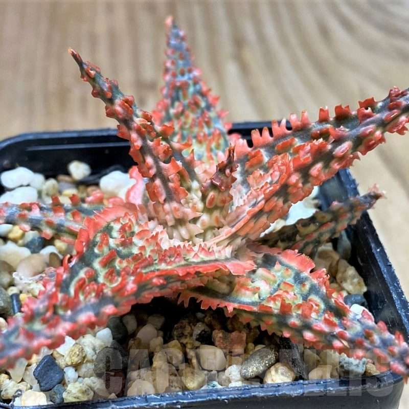 SH2291 Aloe TCT hybrid