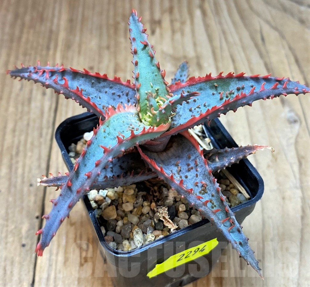 SH2294 Aloe TCT hybrid - Image 3