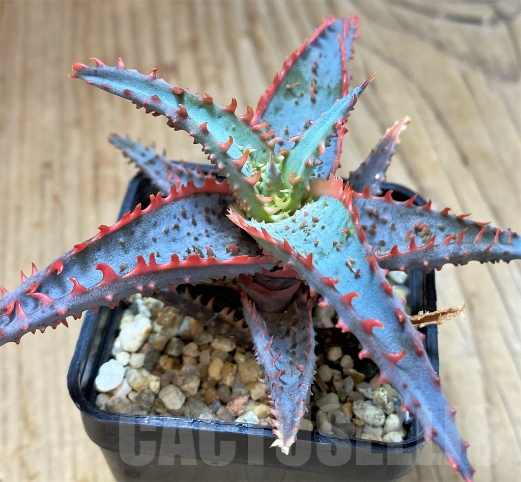 SH2294 Aloe TCT hybrid - Image 2