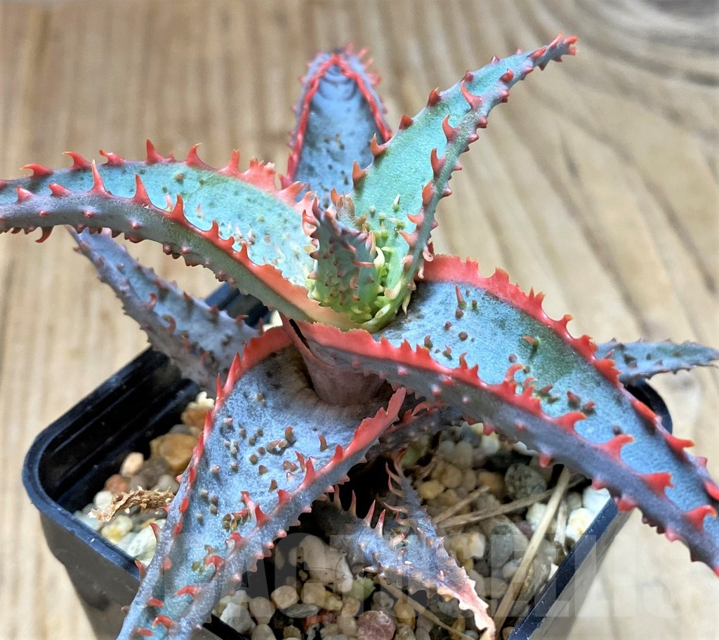 SH2294 Aloe TCT hybrid