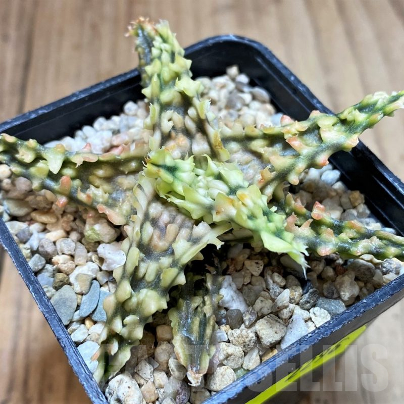 SH2296 Aloe TCT hybrid