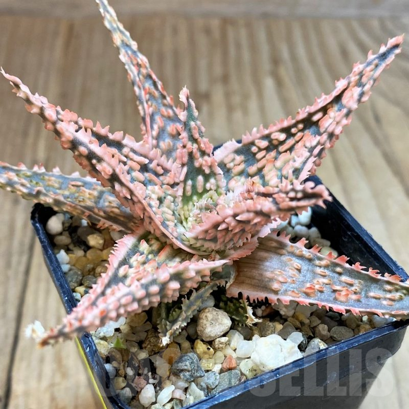 SH2298 Aloe TCT hybrid