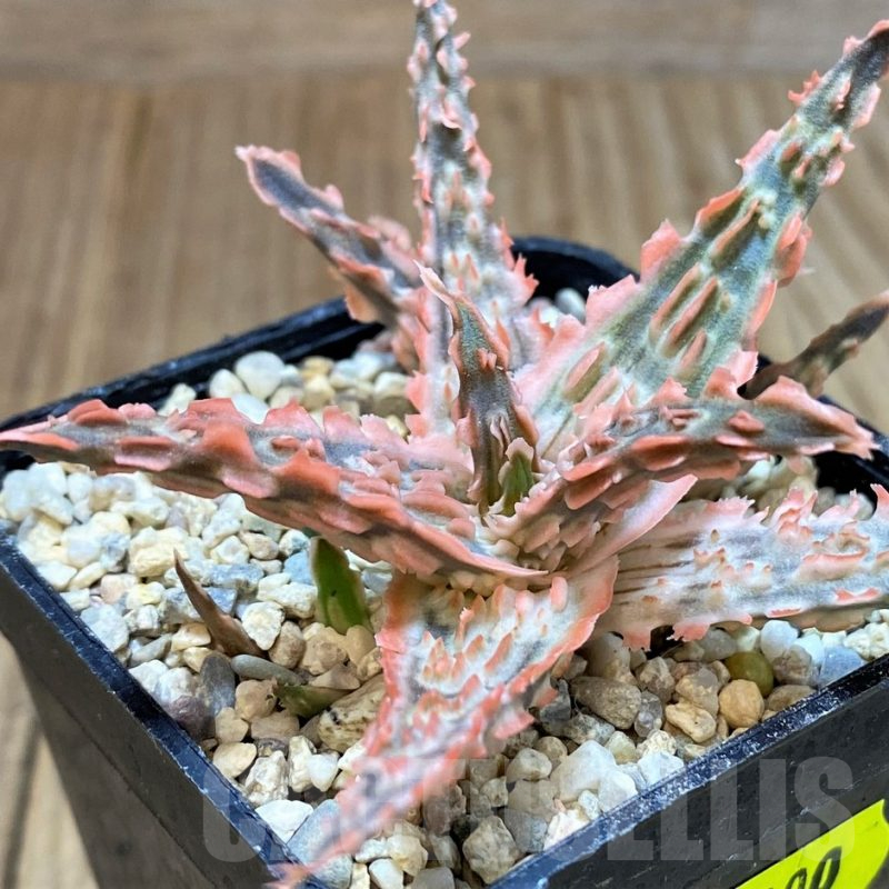 SH2300 Aloe TCT hybrid