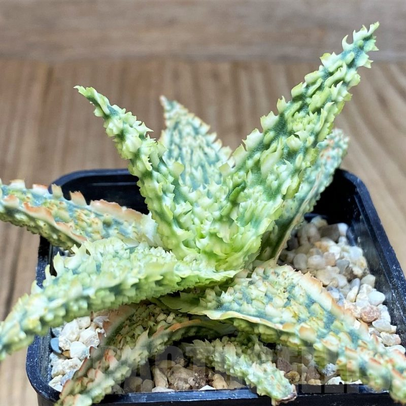 SH2301 Aloe TCT hybrid