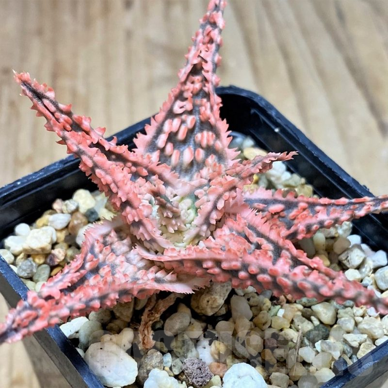 SH2285 Aloe hybrid