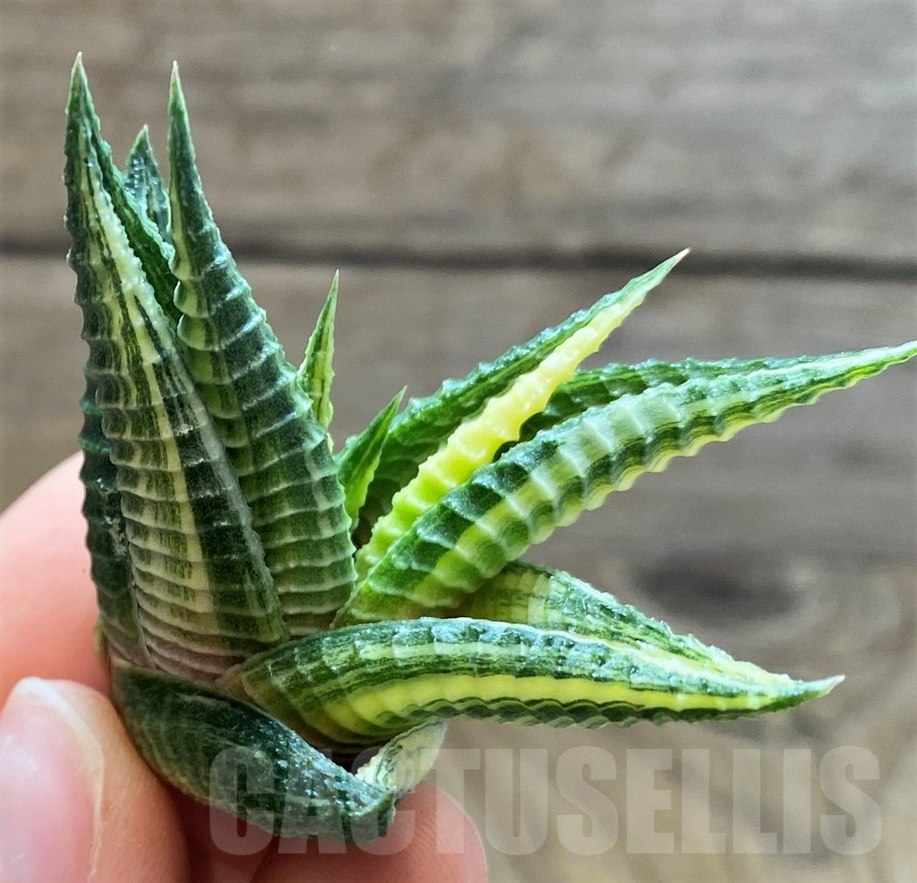 SH2281 Haworthia limifolia f. variegata