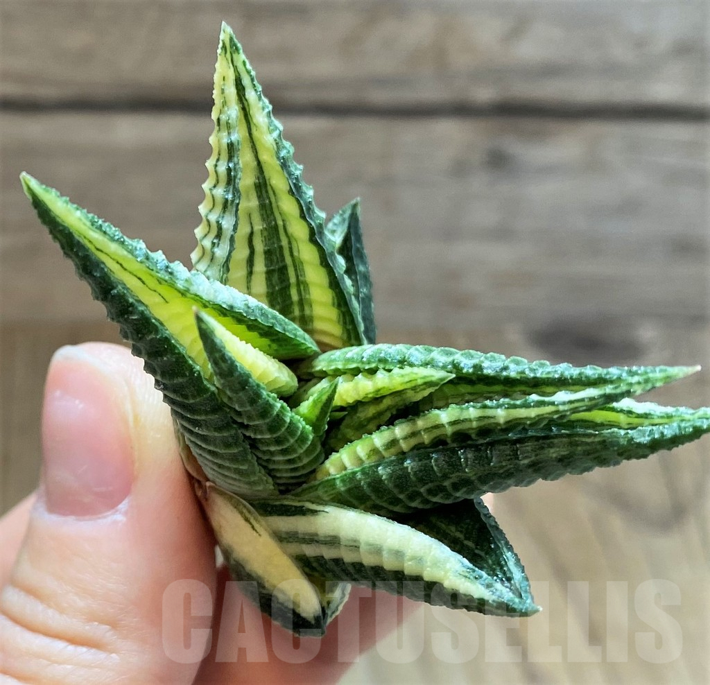 SH2281 Haworthia limifolia f. variegata - Obrázek 3