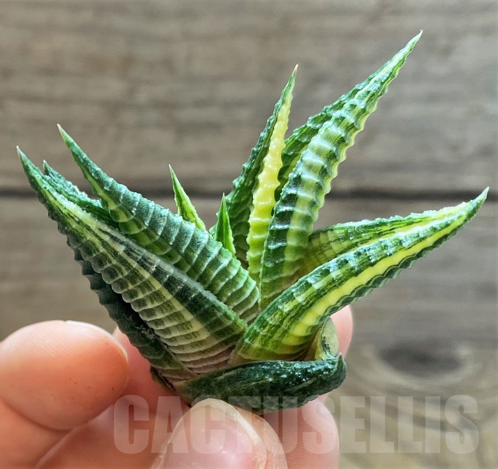 SH2281 Haworthia limifolia f. variegata - Obrázek 2