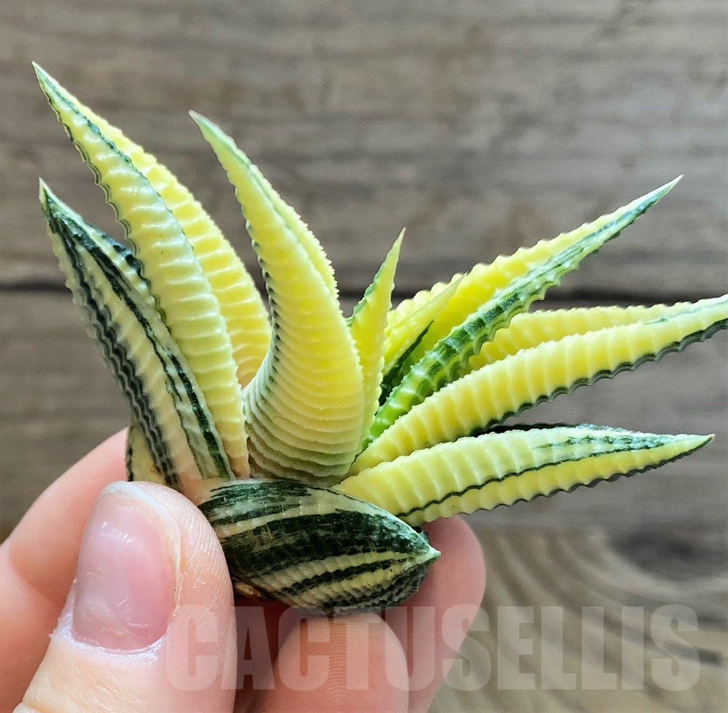SH2282 Haworthia limifolia f. variegata - Image 3