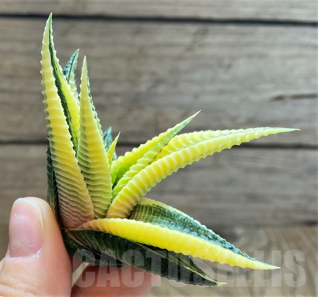 SH2282 Haworthia limifolia f. variegata