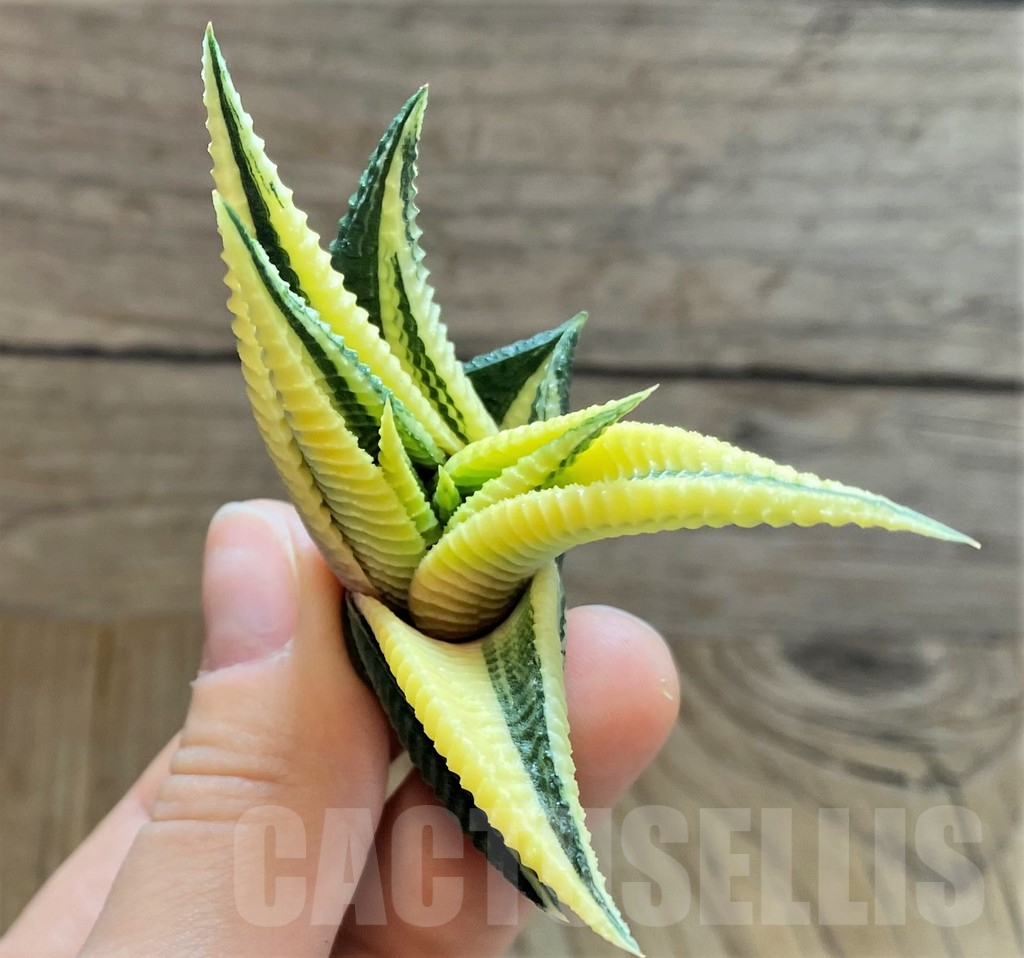 SH2282 Haworthia limifolia f. variegata - Image 2
