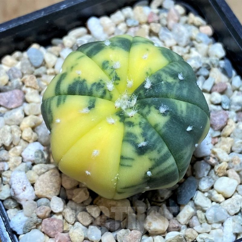 SH2304 Astrophytum asterias f. variegata