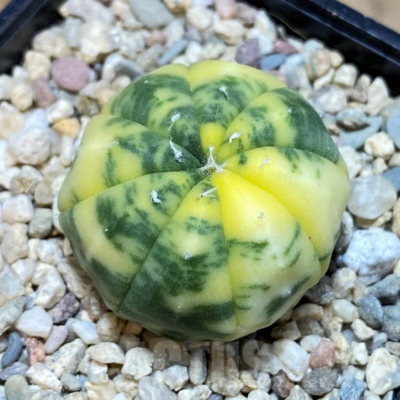 SH2305 Astrophytum asterias f. variegata