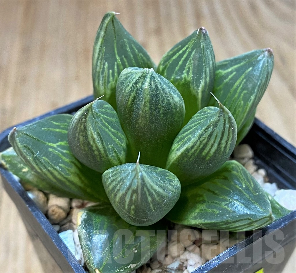 SH2488 Haworthia obtusa 'Black star' - Image 2