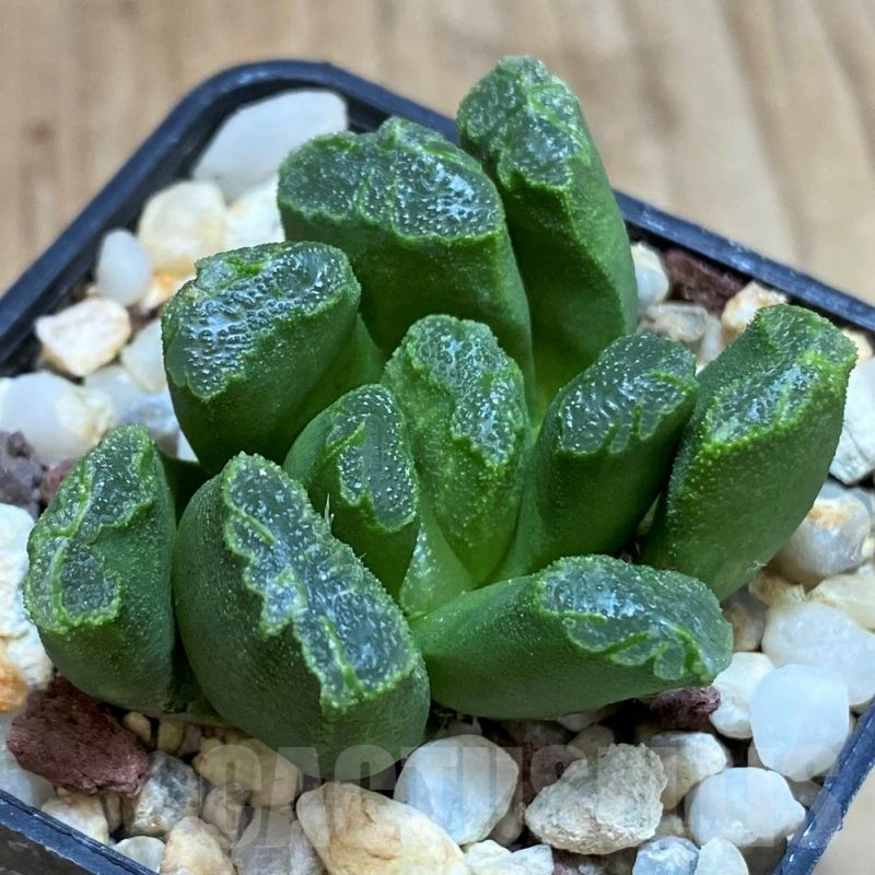 SH2519 Haworthia maughanii hybrid