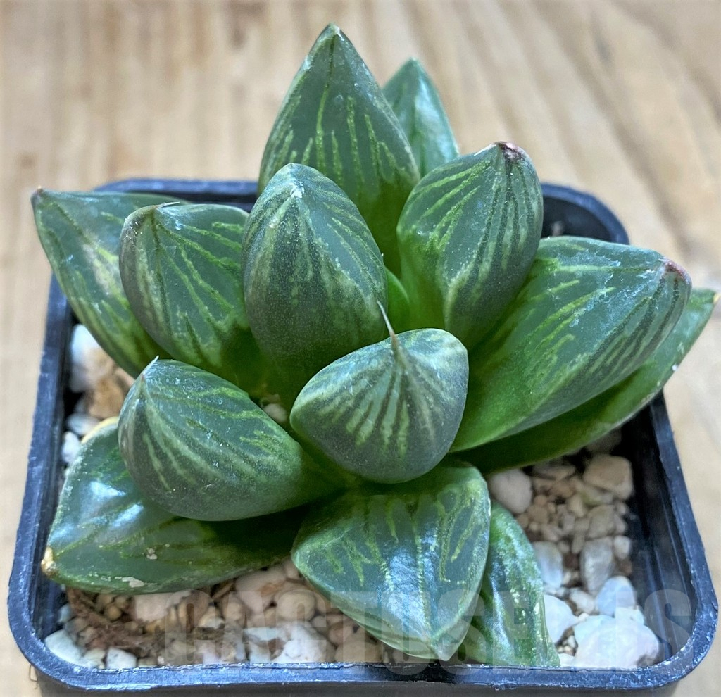 SH2488 Haworthia obtusa 'Black star'