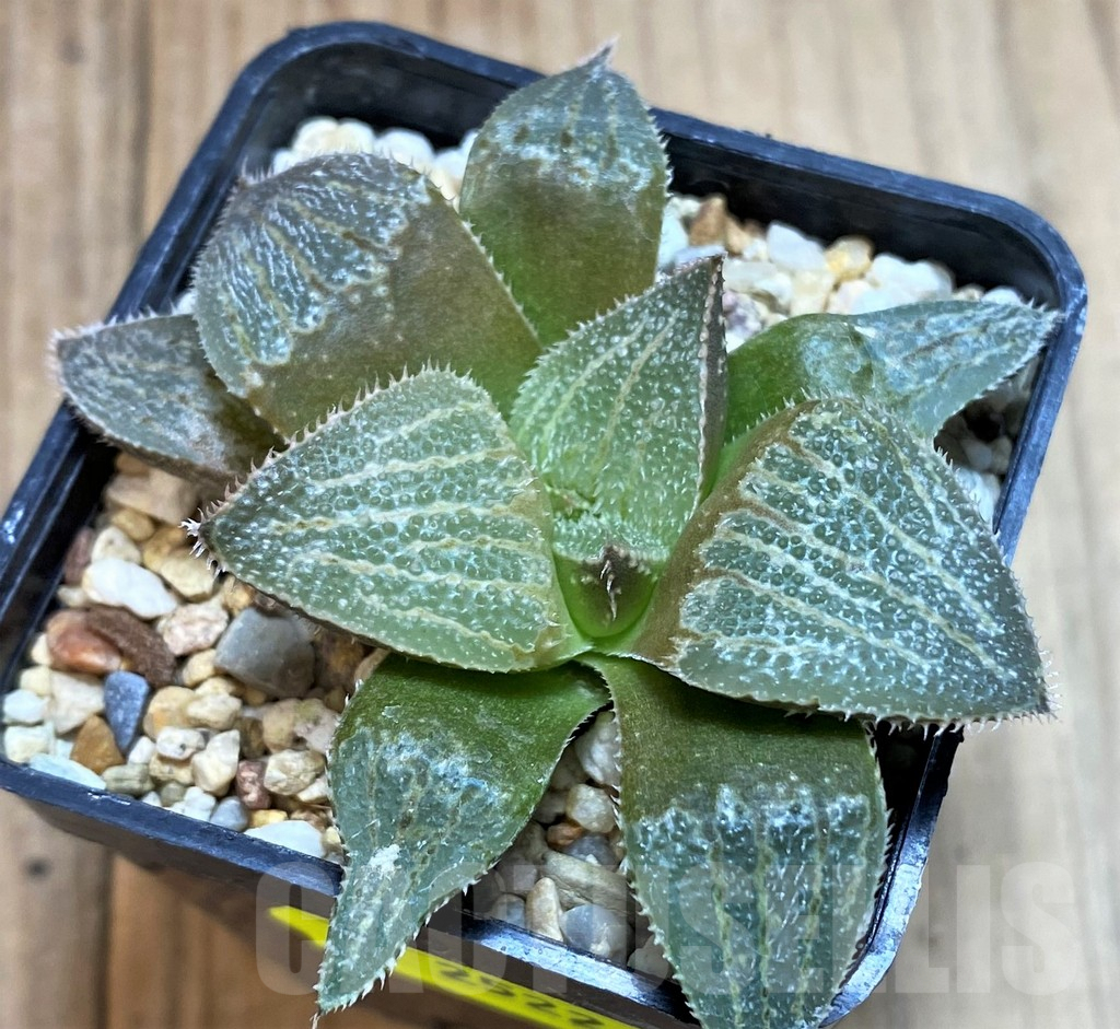 SH2522 Haworthia picta -Japan- x splendens - Image 2
