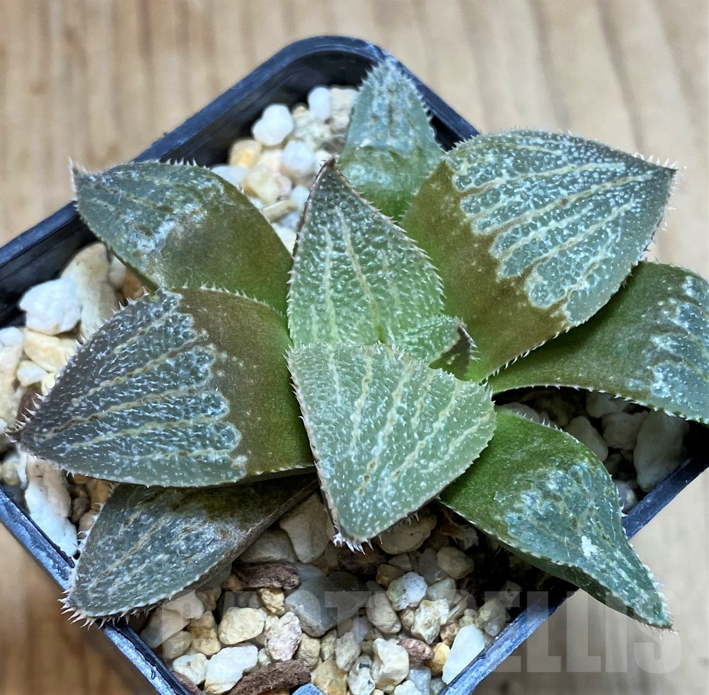 SH2522 Haworthia picta -Japan- x splendens