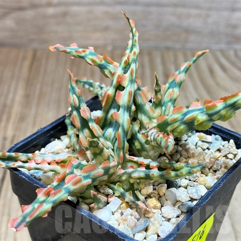 SH2526 Aloe TCT hybrid
