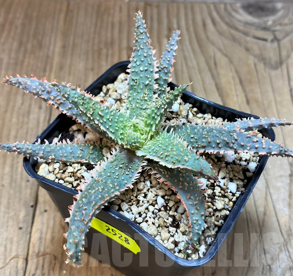 SH2528 Aloe TCT hybrid - immagine 2