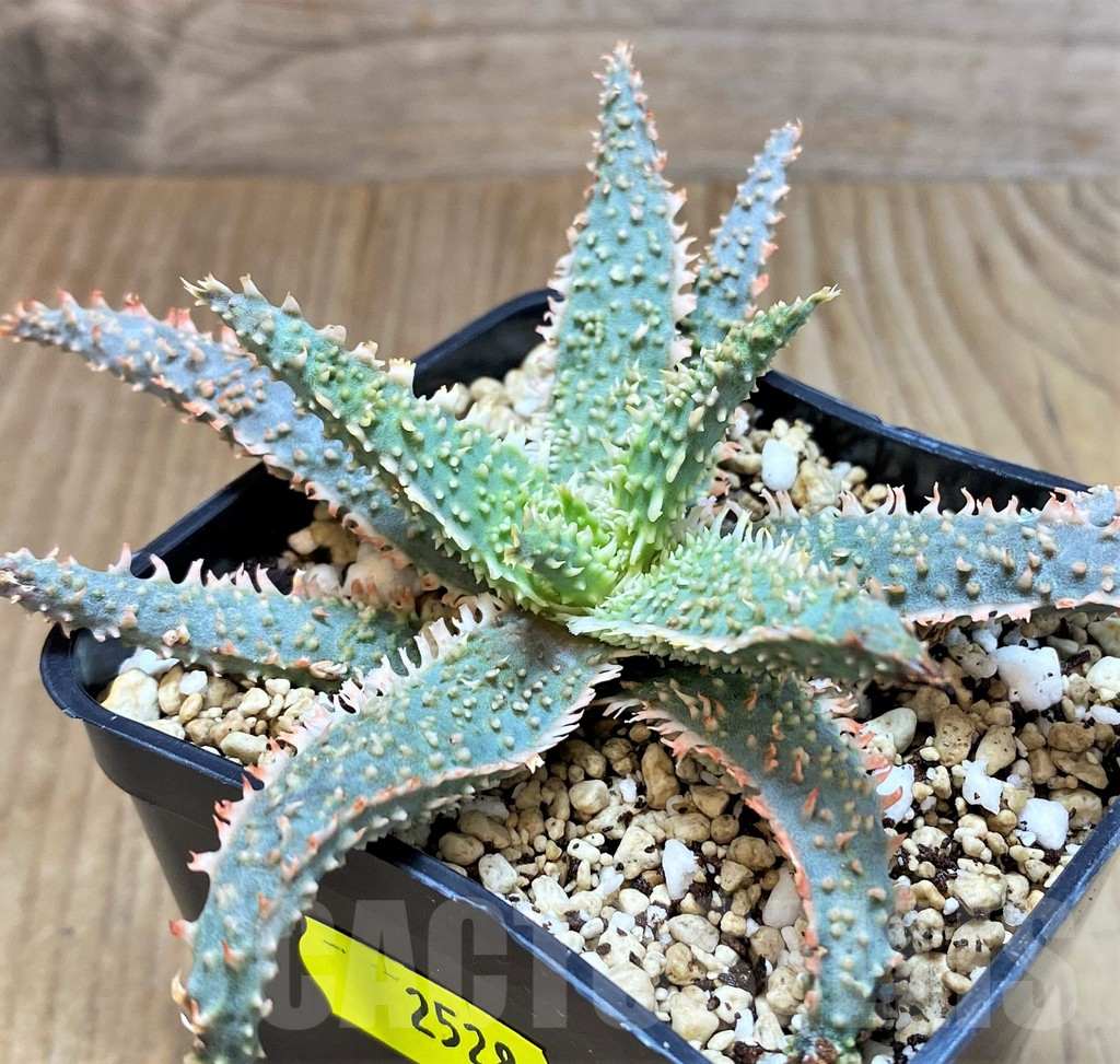 SH2528 Aloe TCT hybrid