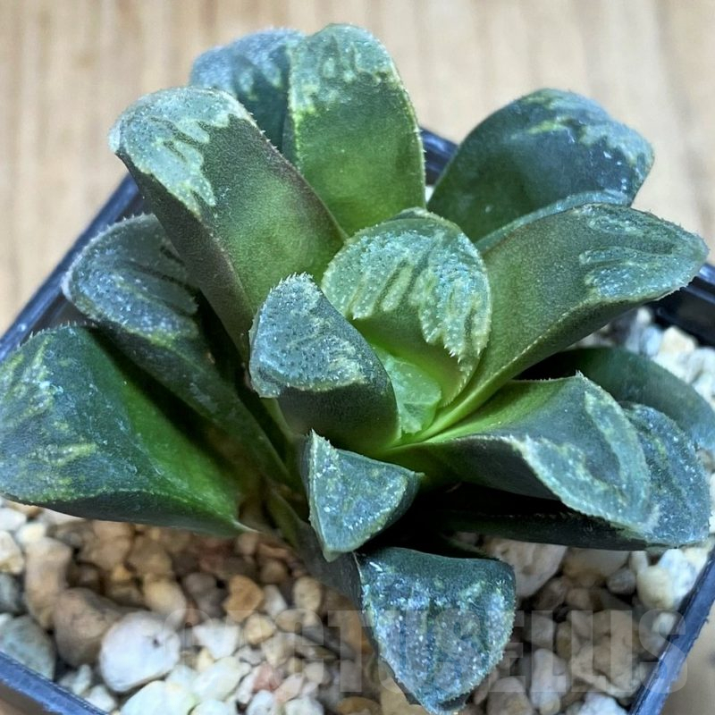 SH2489 Haworthia maughanii x splendens