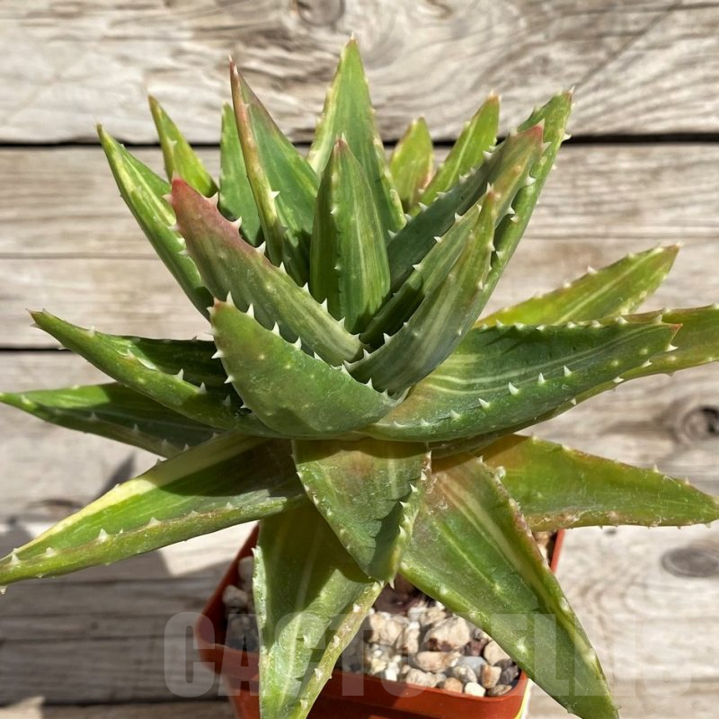 SH2530 Aloe mitriformis f. variegata