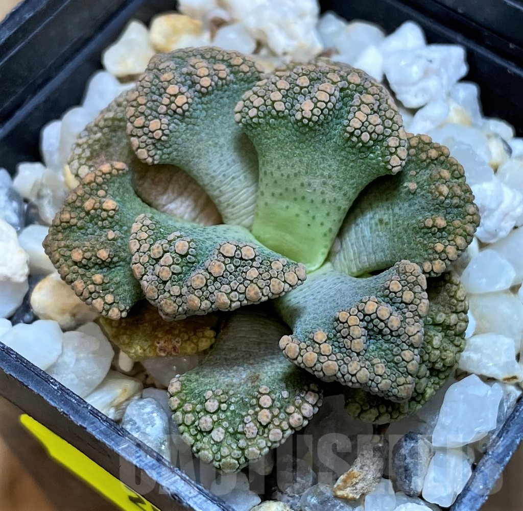 SH2532 Titanopsis calcarea - Image 2