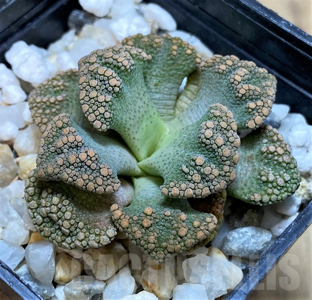 SH2532 Titanopsis calcarea